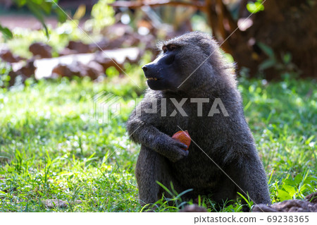 A baboon has found a fruit and nibbles on it A baboon has found a fruit and nibbles on it 69238365