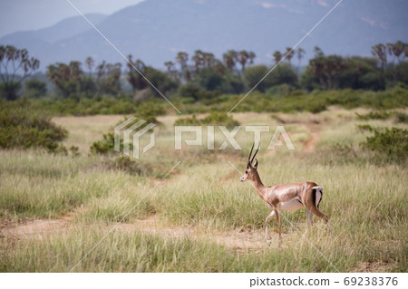 Some antelopes in the grass landscape of Kenya 69238376