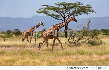 Giraffes in the savannah of Kenya with many trees and bushes in Giraffes in the savannah of Kenya with many trees and bushes in 69238404