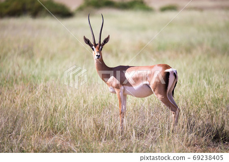 Some antelopes in the grass landscape of Kenya 69238405