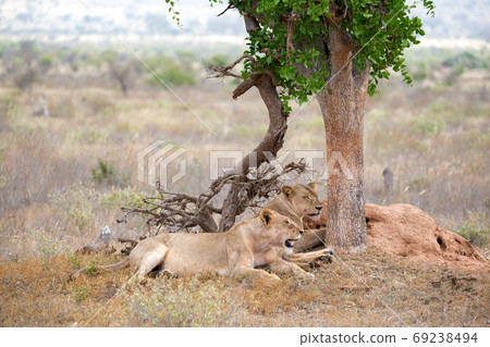 Two lions rest in the shade of a tree Two lions rest in the shade of a tree 69238494