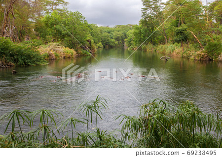 Hippos in the Mzima Springs in Kenya Hippos in the Mzima Springs in Kenya 69238495
