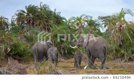 an elephant family in the savannah of Kenya an elephant family in the savannah of Kenya 69238496