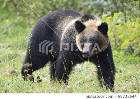 在草原上行走的棕熊 在草原上行走的棕熊 69238644