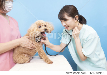 Female doctor and nurse examining a toy poodle 69238946