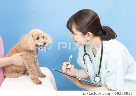Female doctor and nurse examining a toy poodle 69238955