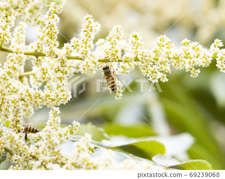 日本蜜蜂聚集在努魯德的花上 69239068