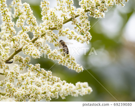 日本蜜蜂聚集在努魯德的花上 日本蜜蜂聚集在努魯德的花上 69239080