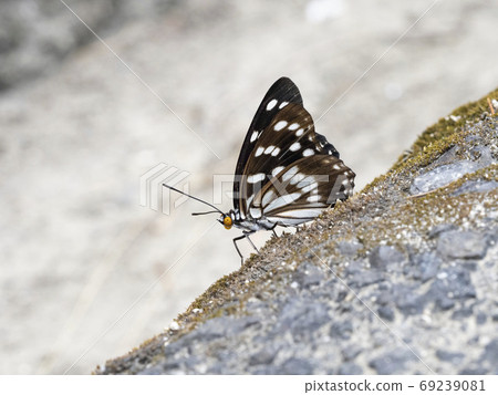 Gomadarachou 69239081