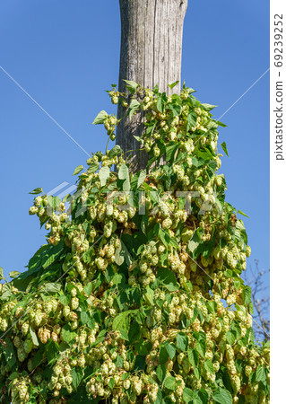 Wild hop thickets 69239252