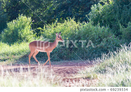 A Grant Gazelle stands in the middle of the grassy landscape of 69239334