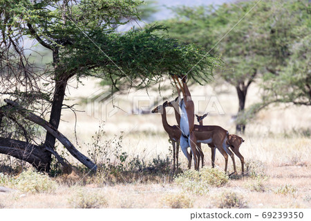 Some gerenuk in the kenyan savanna looking for food Some gerenuk in the kenyan savanna looking for food 69239350