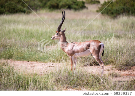 Native species of antelope in the meadow Native species of antelope in the meadow 69239357