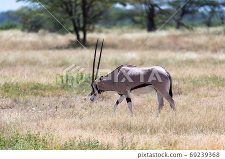 An Oryx family stands in the pasture surrounded by green grass a 69239368