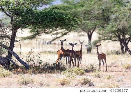 Some gerenuk in the kenyan savanna looking for food 69239377