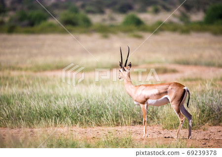 Some antelopes in the grass landscape of Kenya 69239378