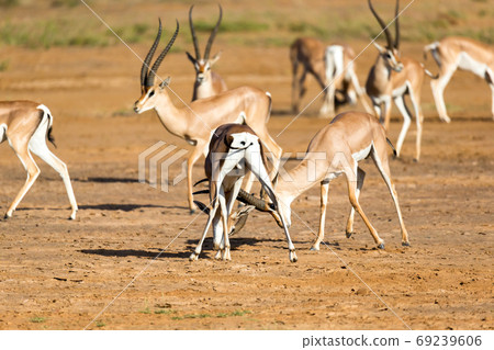 A battle of two Grant Gazelles in the savannah of Kenya 69239606