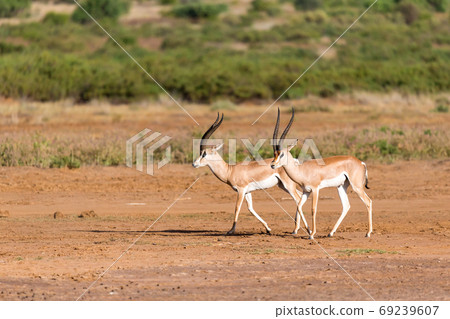 Grant Gazelle in the savannah of Kenya 69239607