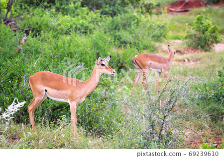 Antelope is standing between the plants in the savannah Antelope is standing between the plants in the savannah 69239610