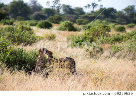 Two cheetahs brush each other after the meal 69239629