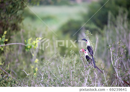 Local kenyan birds on the green bush 69239641