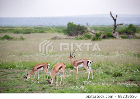 Thomsons gazelle in the grassland of Kenya with a lot of plants Thomsons gazelle in the grassland of Kenya with a lot of plants 69239650
