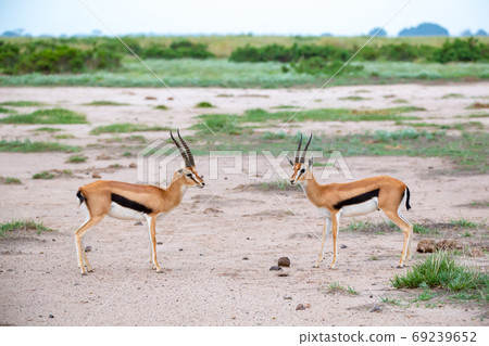 Thomsons gazelle in the grassland of Kenya with a lot of plants 69239652