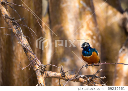 Very colorful native birds sit on brachens of trees Very colorful native birds sit on brachens of trees 69239661