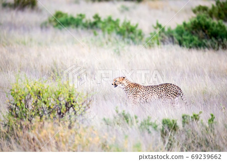 A cheetah walks in the high grass of the savannah looking for so A cheetah walks in the high grass of the savannah looking for so 69239662