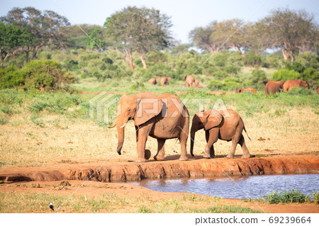A family of red elephants at a water hole in the middle of the s A family of red elephants at a water hole in the middle of the s 69239664
