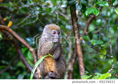 A small lemur on a branch eats on a blade of grass A small lemur on a branch eats on a blade of grass 69239831