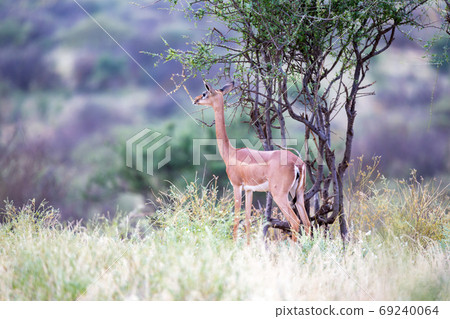 Native antelopes in the grasland of the Kenyan savannah Native antelopes in the grasland of the Kenyan savannah 69240064