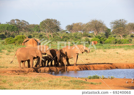 A family of red elephants at a water hole in the middle of the s 69240068
