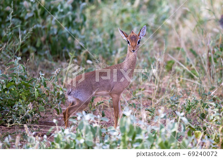 Some antelopes in the grass landscape of Kenya Some antelopes in the grass landscape of Kenya 69240072