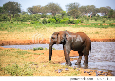 A family of red elephants at a water hole in the middle of the s 69240108