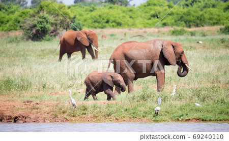 A family of red elephants at a water hole in the middle of the s A family of red elephants at a water hole in the middle of the s 69240110