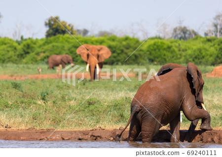 Red elephants bathe in a water hole in the middle of the savanna 69240111