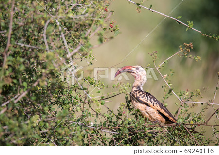 Local kenyan birds on the green bush Local kenyan birds on the green bush 69240116