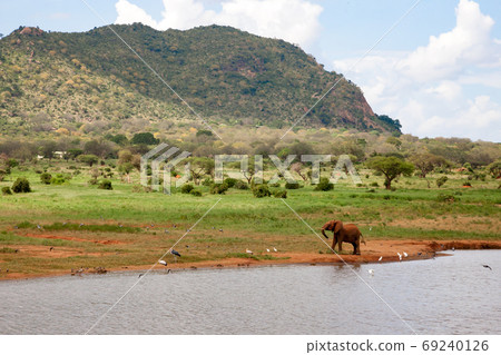 One elephant on the waterhole is hunting the birds One elephant on the waterhole is hunting the birds 69240126