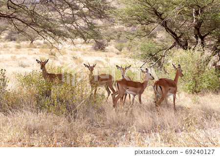 Some gazelles hide behind the bushes in the savannah 69240127