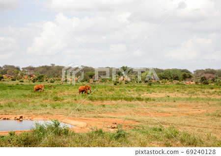 Elephants are walking throught the savannah near the waterhole Elephants are walking throught the savannah near the waterhole 69240128