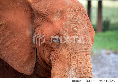 The face of a big red elephant 69240129