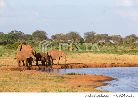 A family of red elephants at a water hole in the middle of the s A family of red elephants at a water hole in the middle of the s 69240133