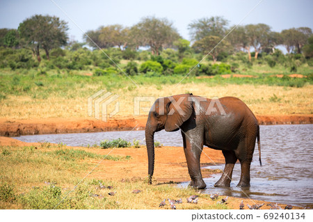 A family of red elephants at a water hole in the middle of the s A family of red elephants at a water hole in the middle of the s 69240134
