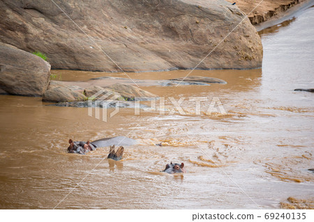 A lot of hippos in the mara river A lot of hippos in the mara river 69240135