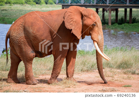 A big red elephant is walking near the waterhole A big red elephant is walking near the waterhole 69240136