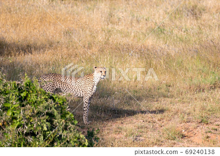 Cheetah in the grassland of the savannah in Kenya 69240138