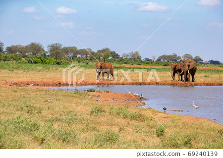 A waterhole in the savannah with some red elephants A waterhole in the savannah with some red elephants 69240139