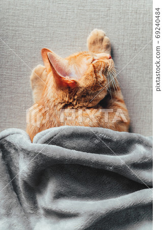 Cute ginger kitten sleeps 69240484