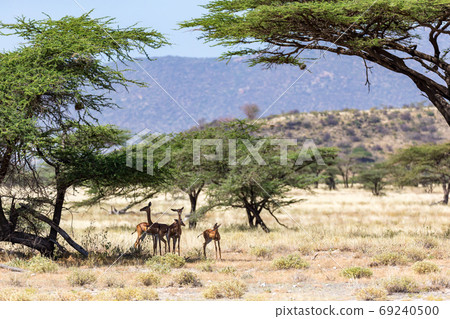 Some gerenuk in the kenyan savanna looking for food 69240500